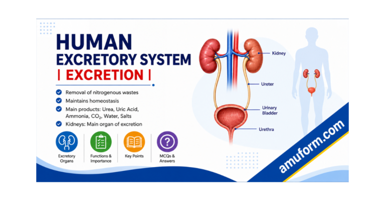 Human Excretory System - Excretion